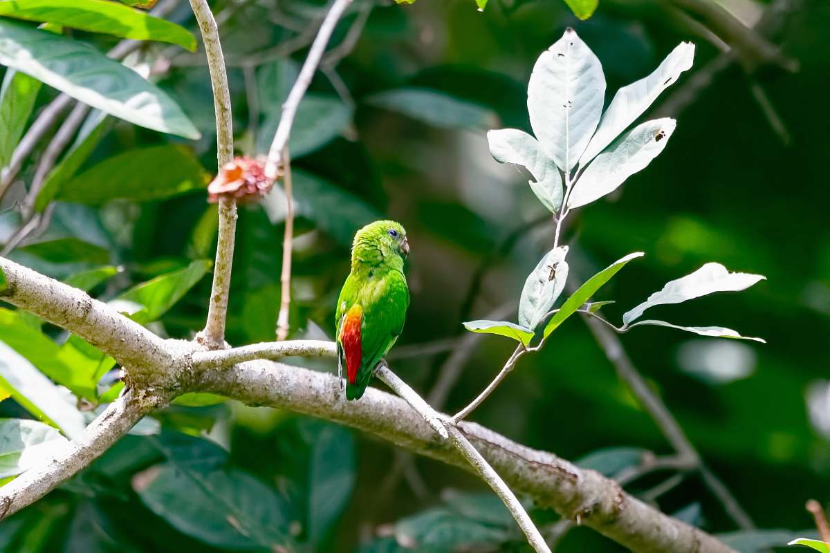 bird bird perched on tree branch parrot