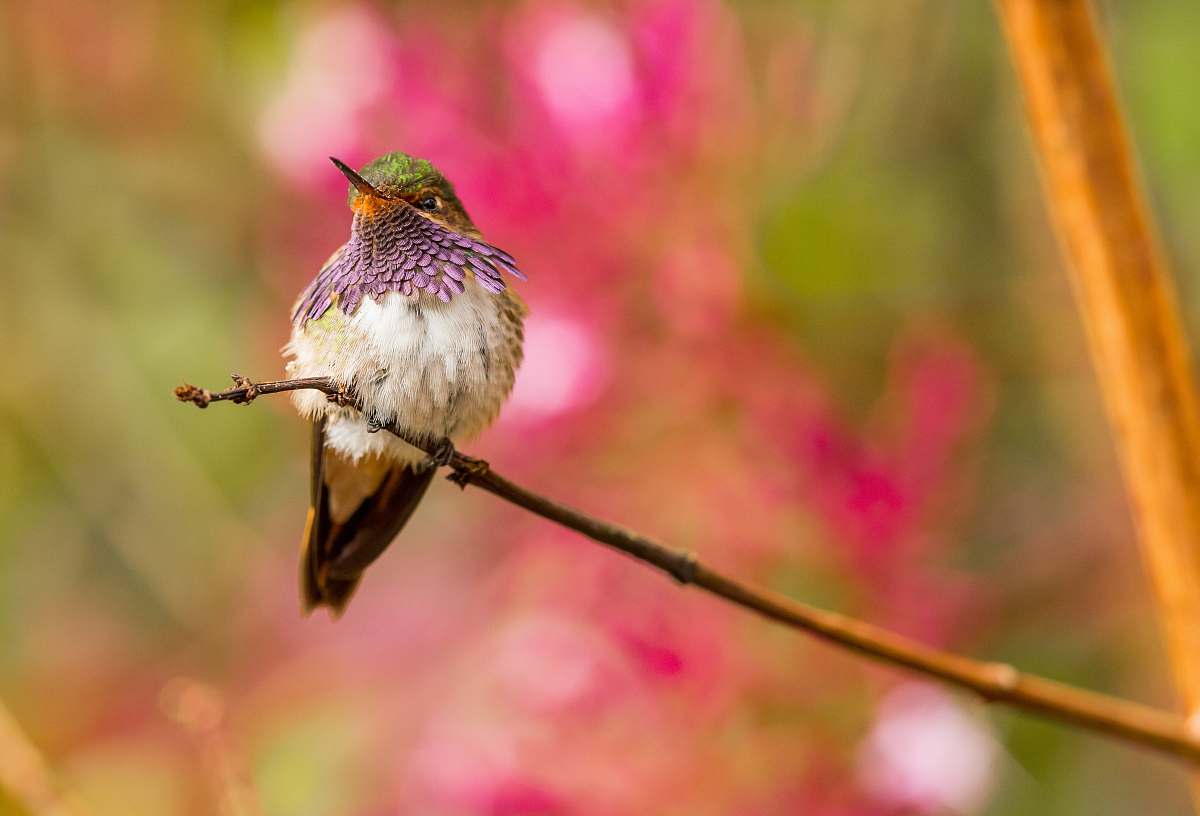 bird bird perched on twig hummingbird