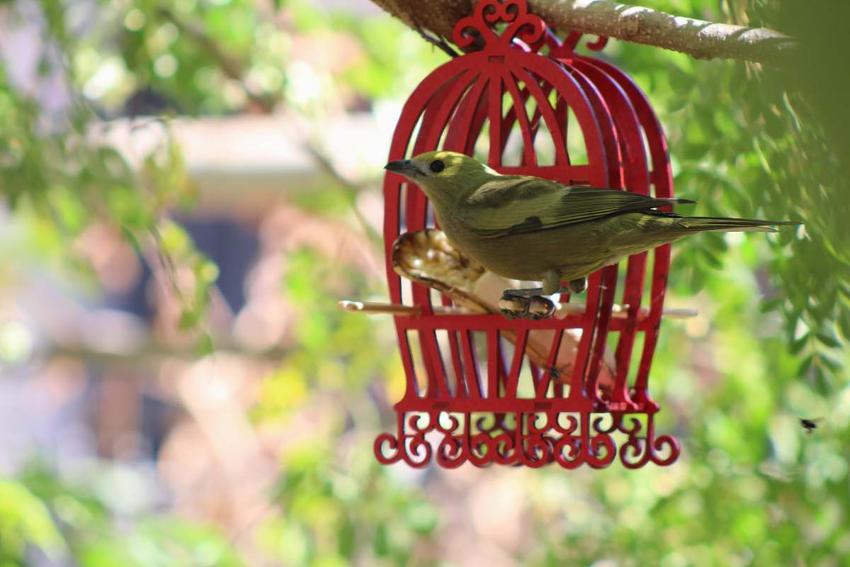 bird bird perched outside on cage hung from tree branch bird feeder