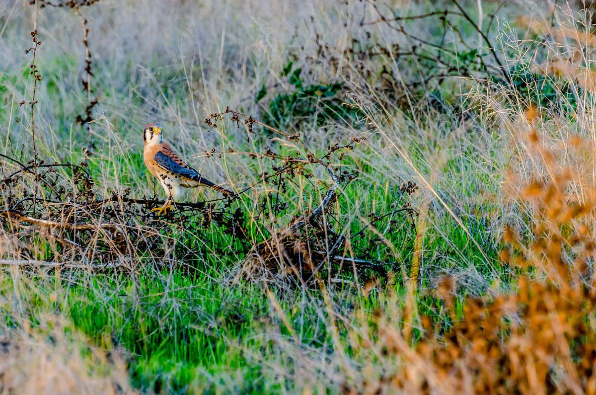 bird bird perching on grass accipiter