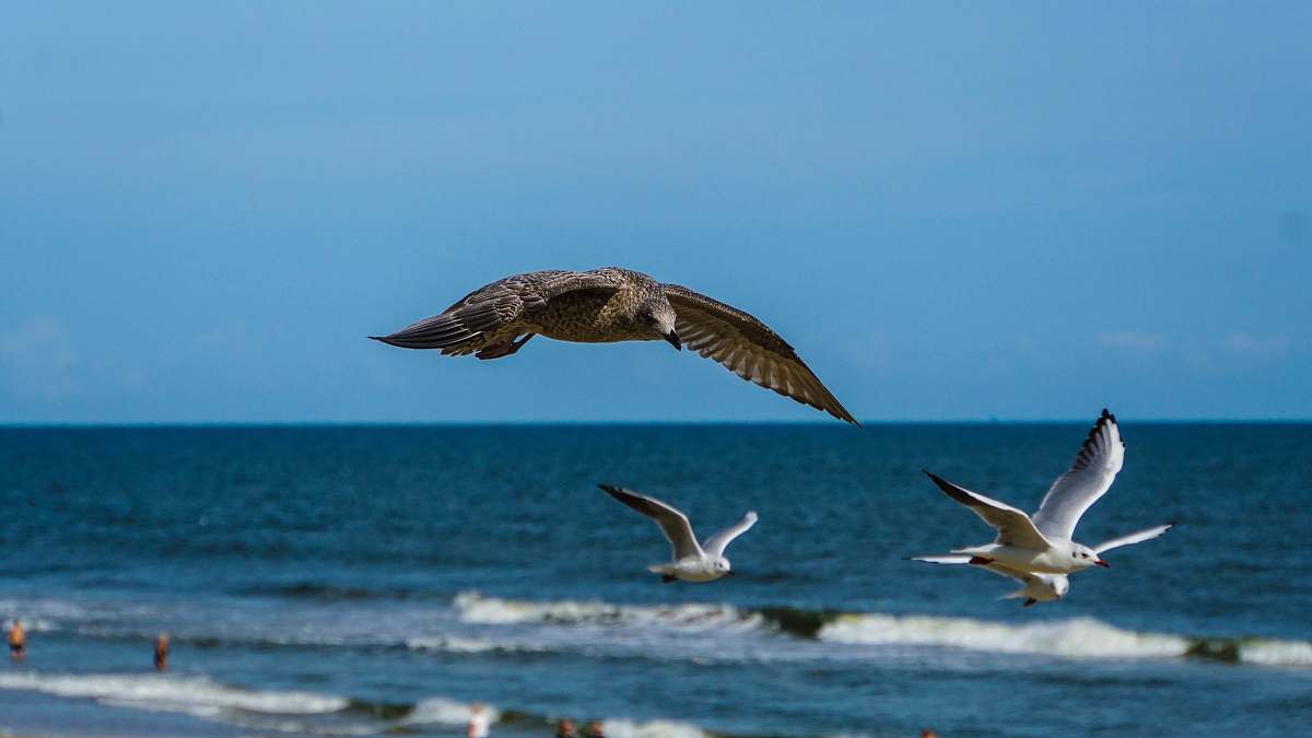 bird birds flying above the ocean during day flying