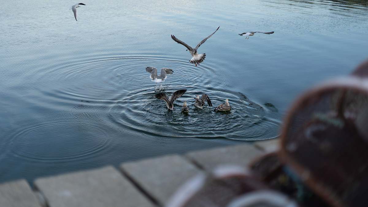 water birds on calm body of water outdoors