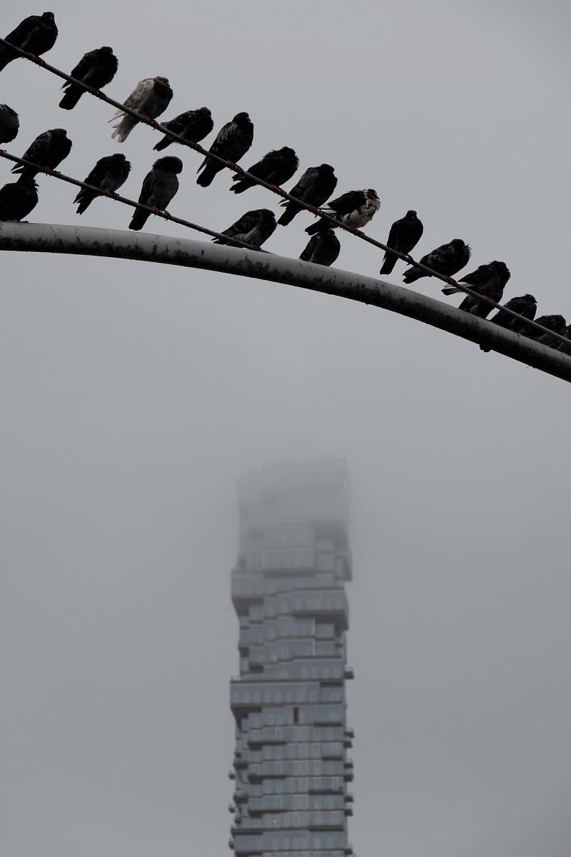 bird birds on fence flock