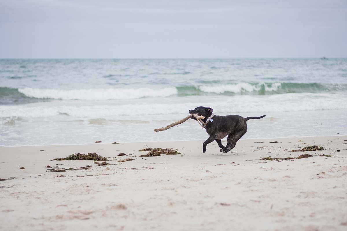 dog black American pit bull terrier puppy biting brown stick running on seashore during daytime canine