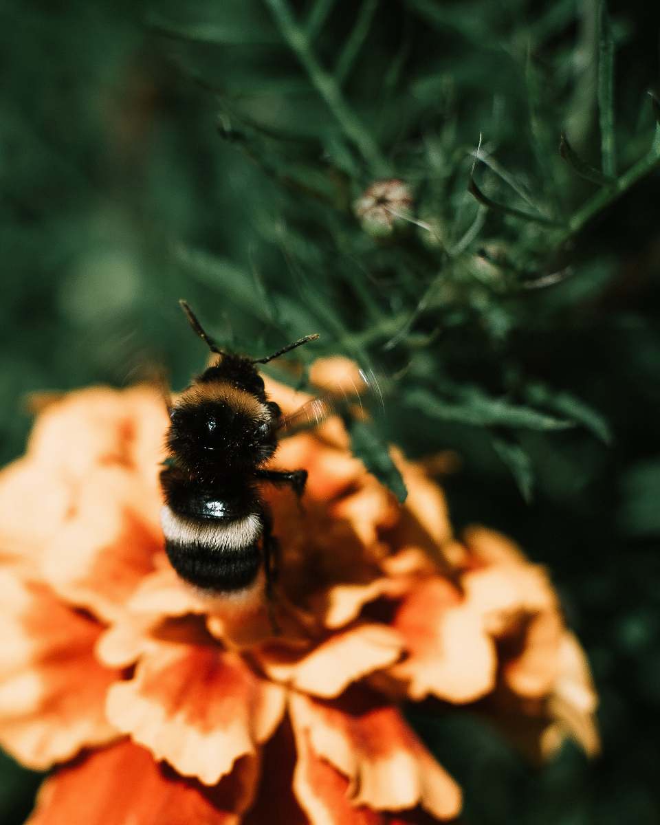 bee black and brown bee on flower apidae
