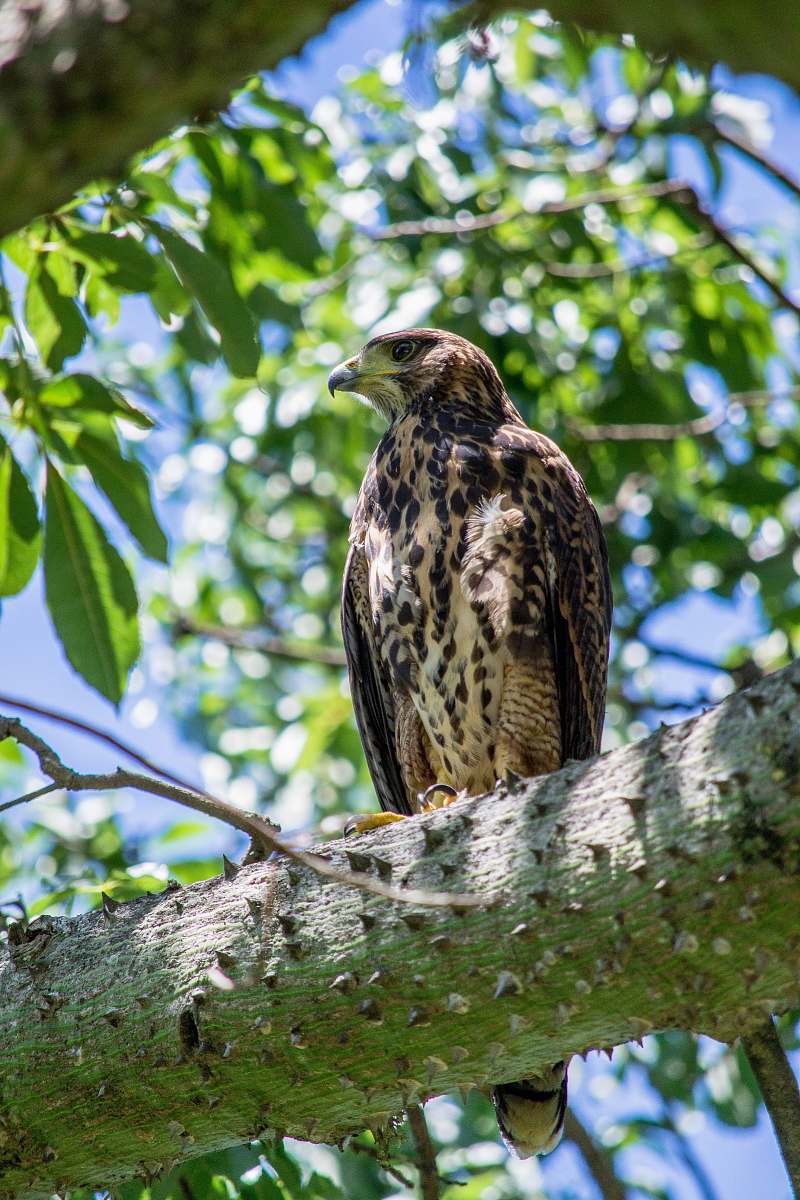 bird black and brown bird close-up photography accipiter
