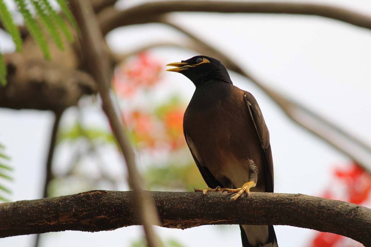 bird black and brown bird in tree branch during daytime agelaius
