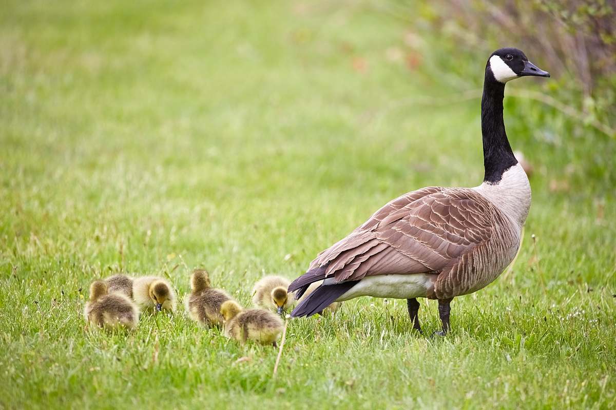 bird black and brown Canadian Goose with ducklings goose