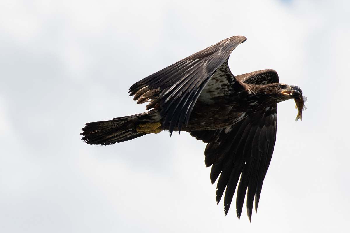 eagle black and brown eagle vulture