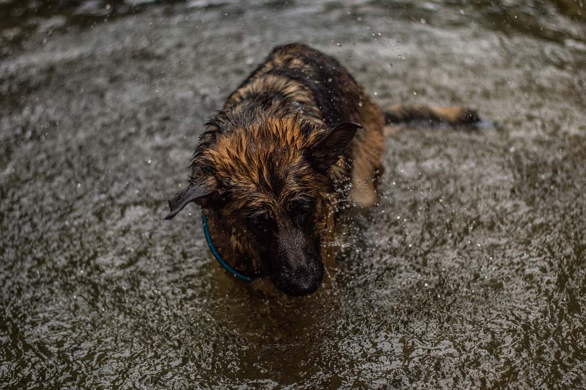 canine black and brown German Shepherd german shepherd