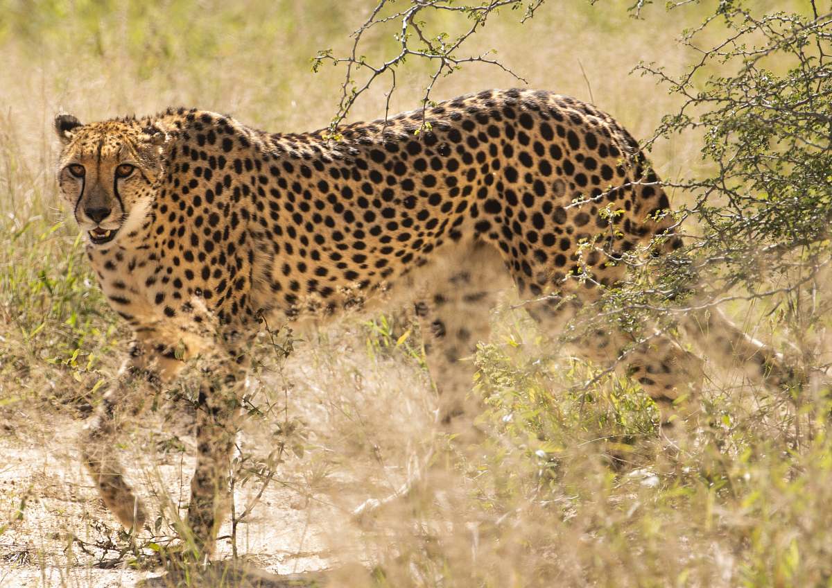 wildlife black and brown leopard cheetah