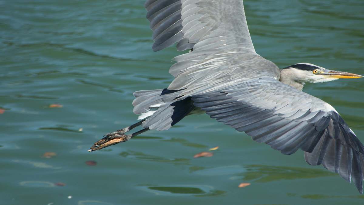 ardeidae black and gray bird flying over body of water during daytime waterfowl