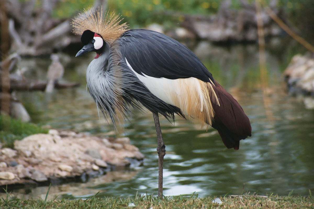 bird black and white bird crane bird