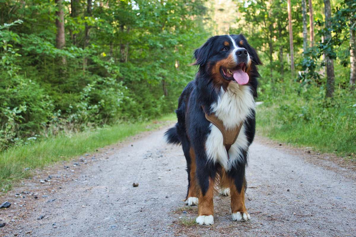 dog black and white coated dog walking on grass pathway pet