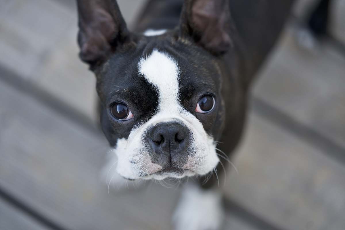 dog black and white dog pet