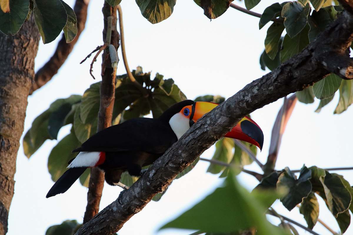 beak black and white toucan bird on tree branch during daytime toucan