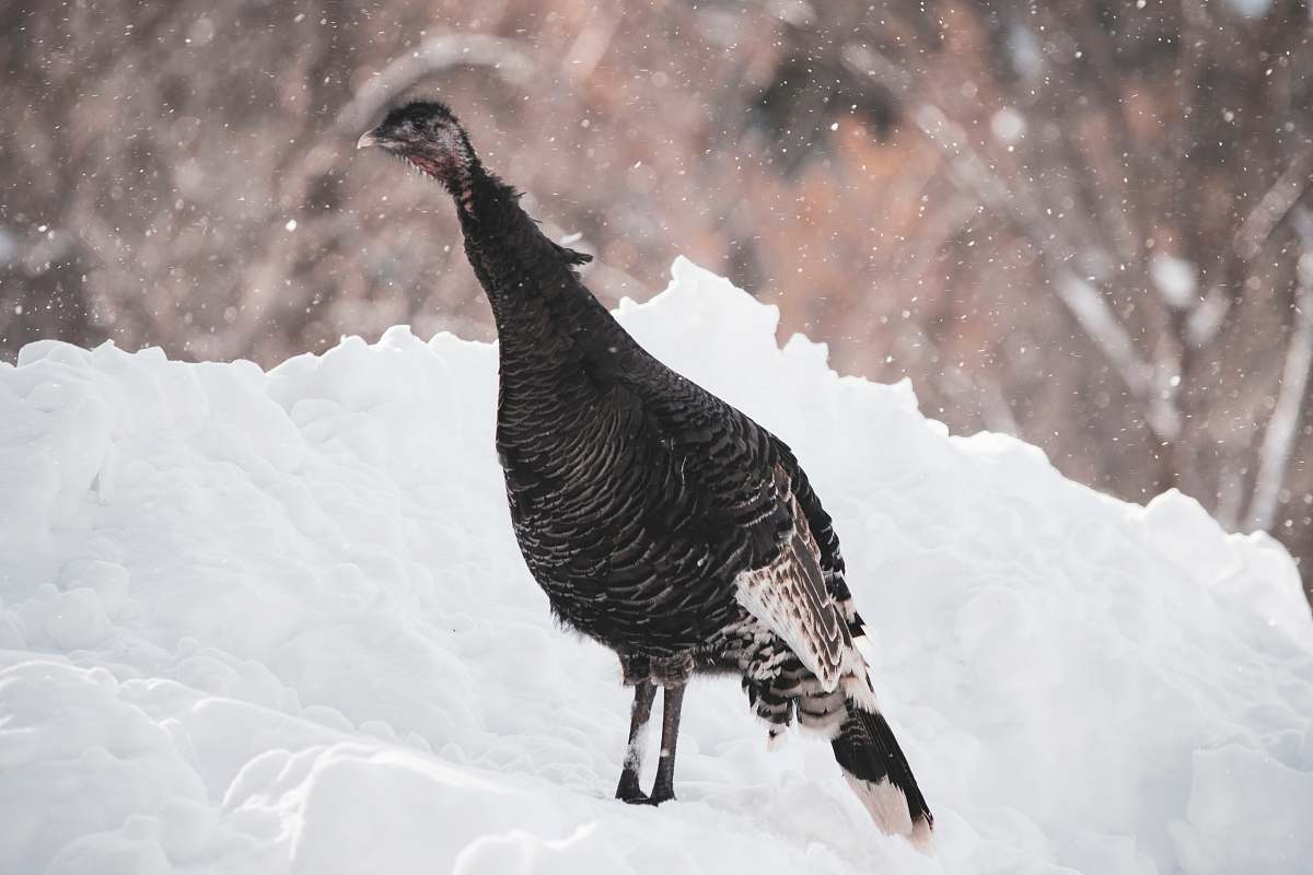 bird black and white wild turkey on snow outdoors