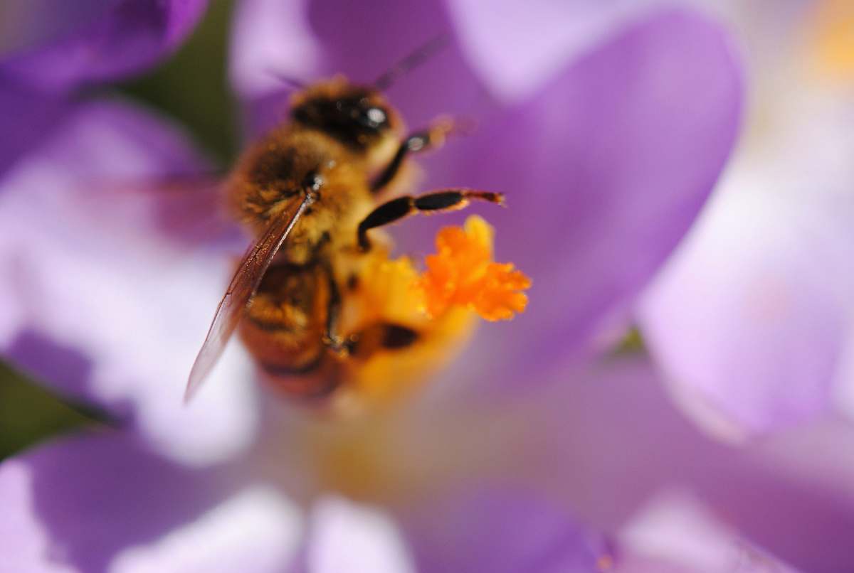 bee black and yellow wasp honey bee