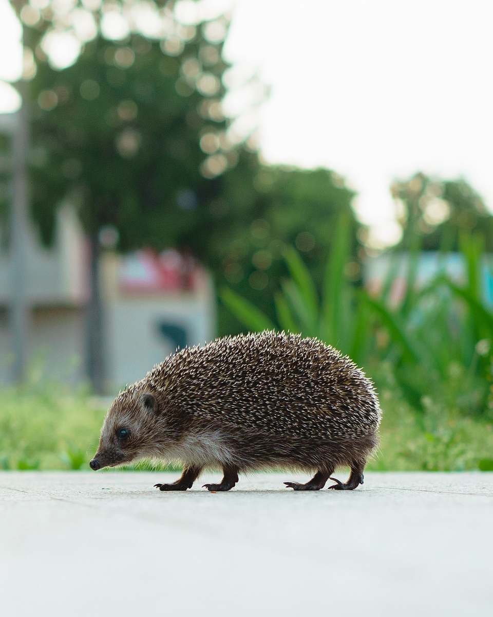 hedgehog black armadillo rat