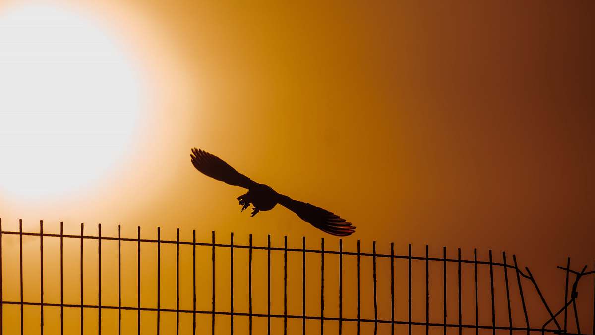 bird black bid eagle