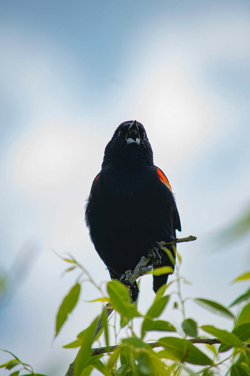 bird black bird on green plant agelaius