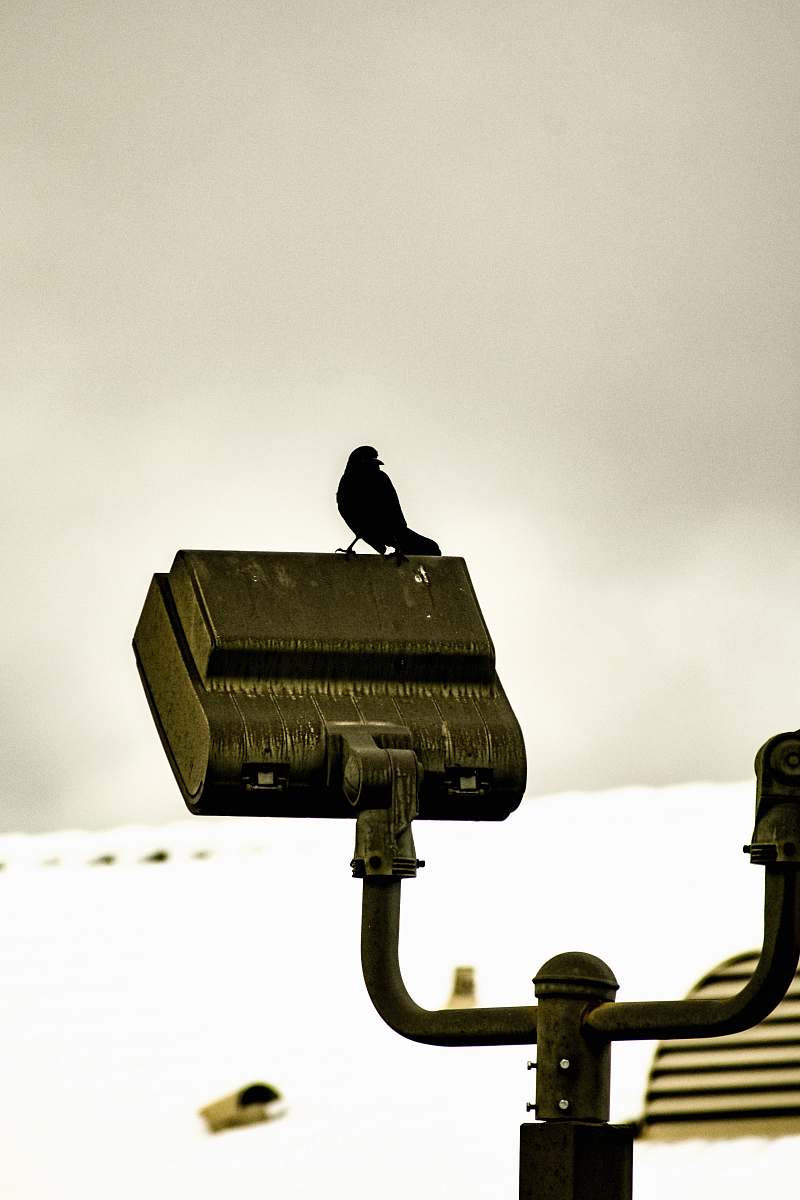 bird black bird on top of spotlight agelaius