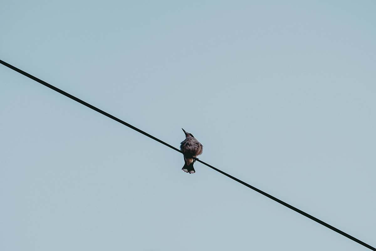 bird black bird on wire cremorne point nsw