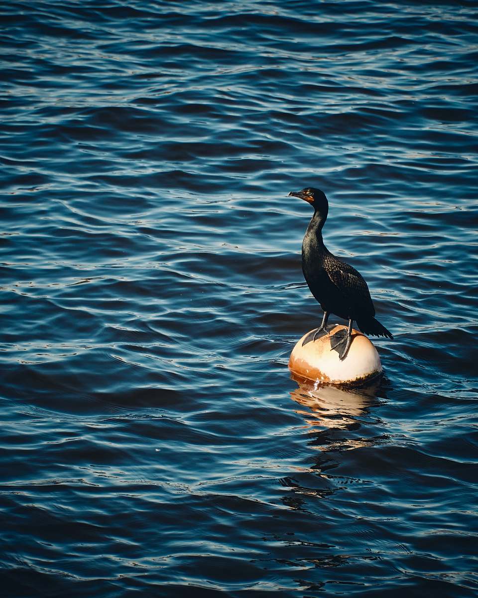 waterfowl black bird standing on floating ball on water during daytime cormorant