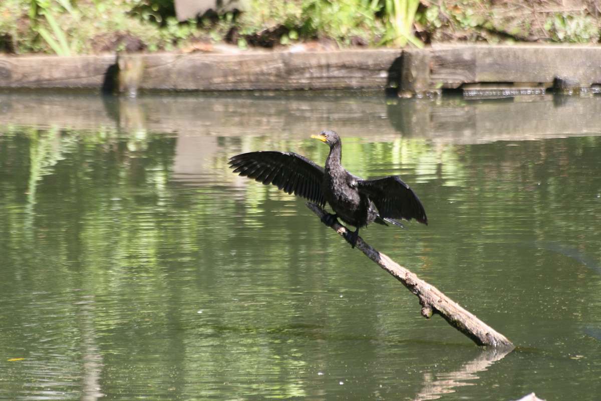waterfowl black bird cormorant