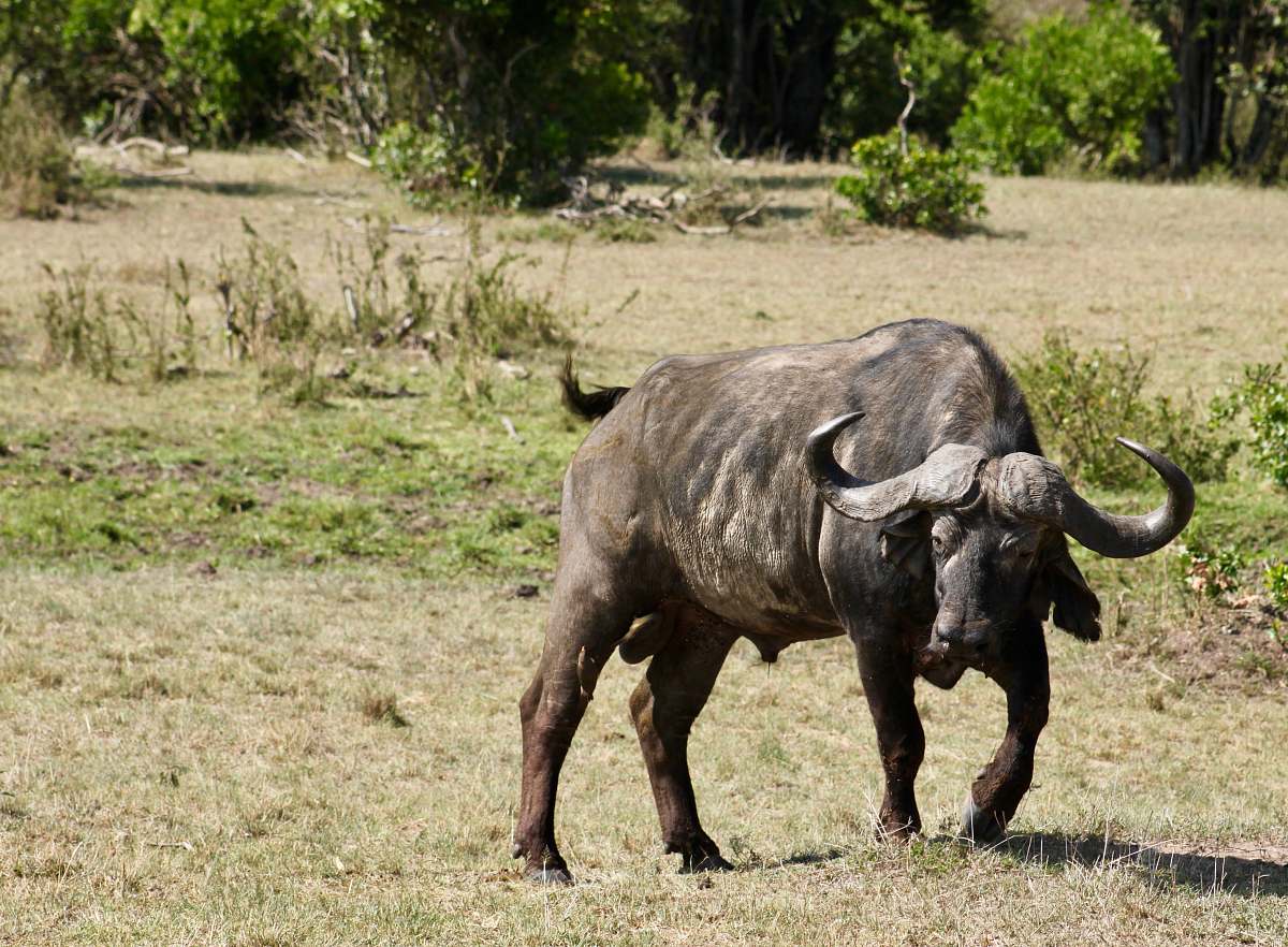 mammal black buffalo in field cattle