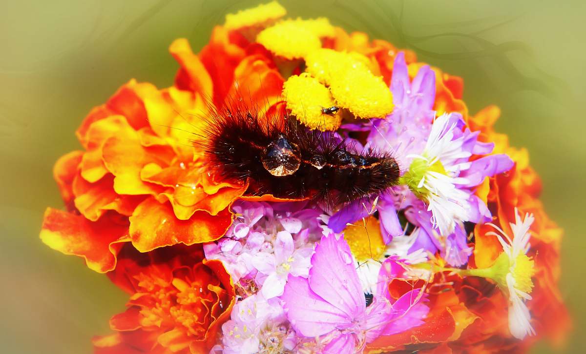 apidae black caterpillar on flower bee