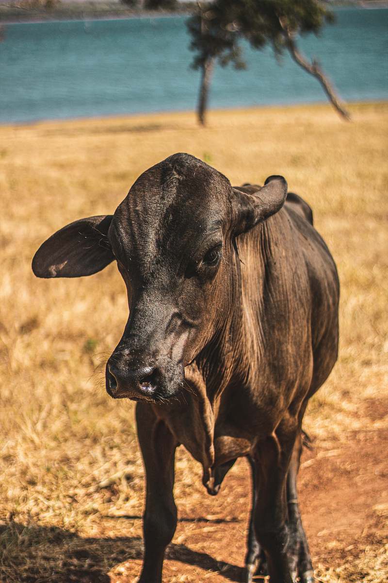 cattle black cow cow