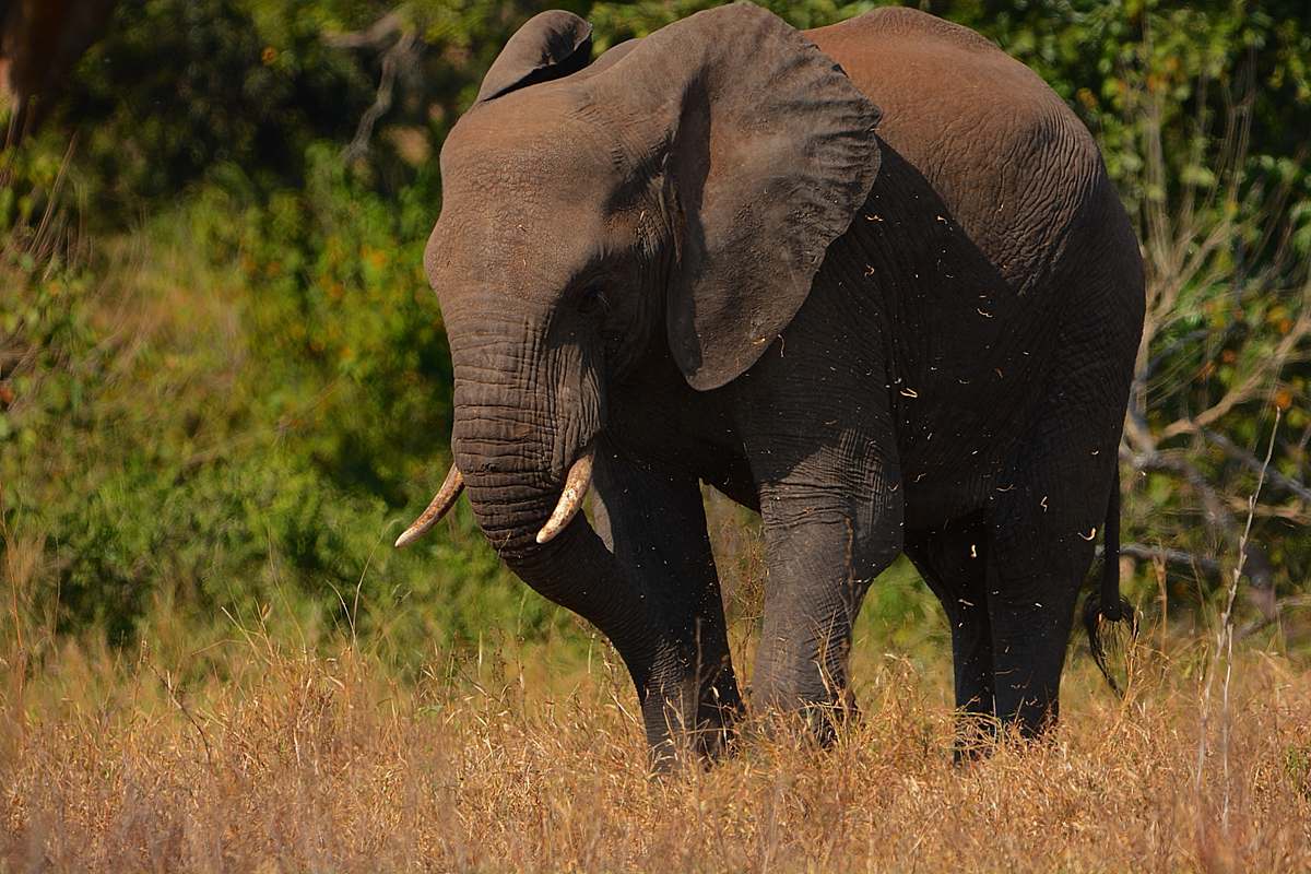 elephant black elephant mammal