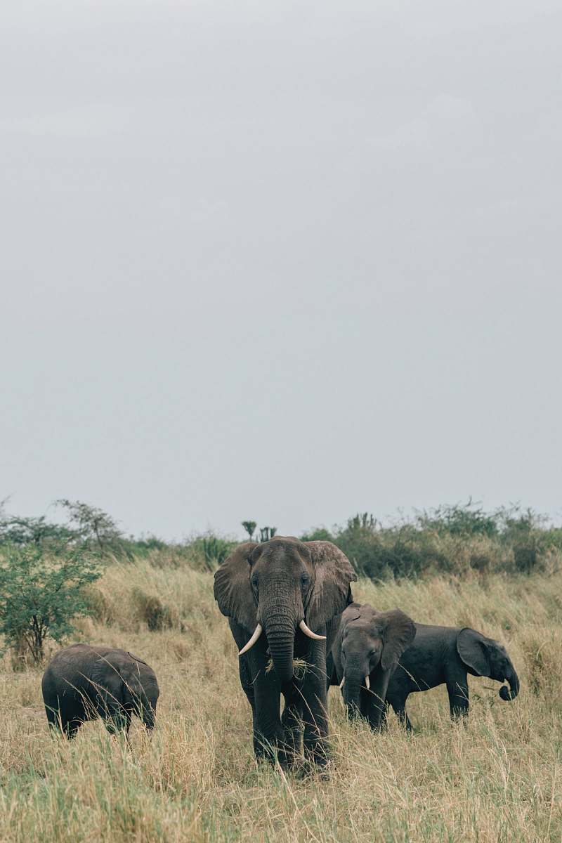 mammal black elephant on grass field elephant
