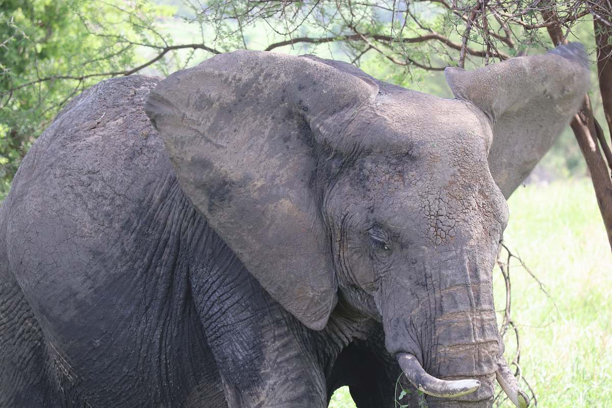 mammal black elephant under tree elephant