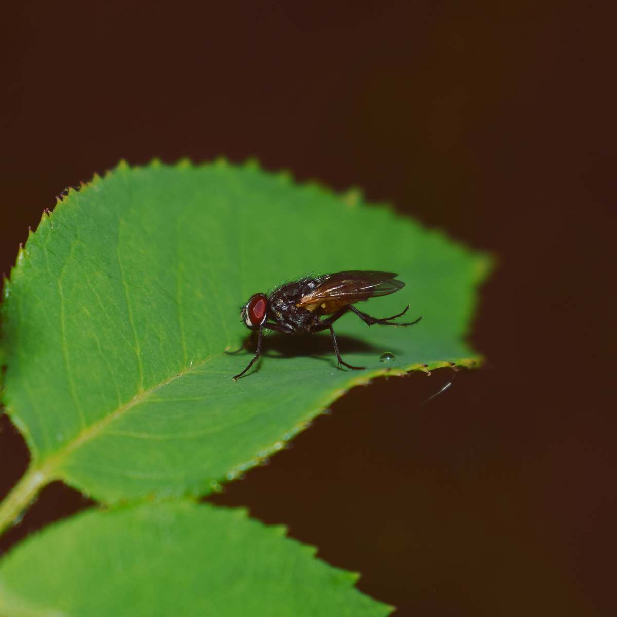 insect black horsefly invertebrate