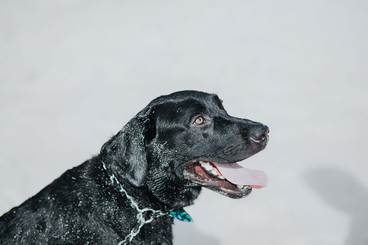 canine black Labrador retriever looking side dog