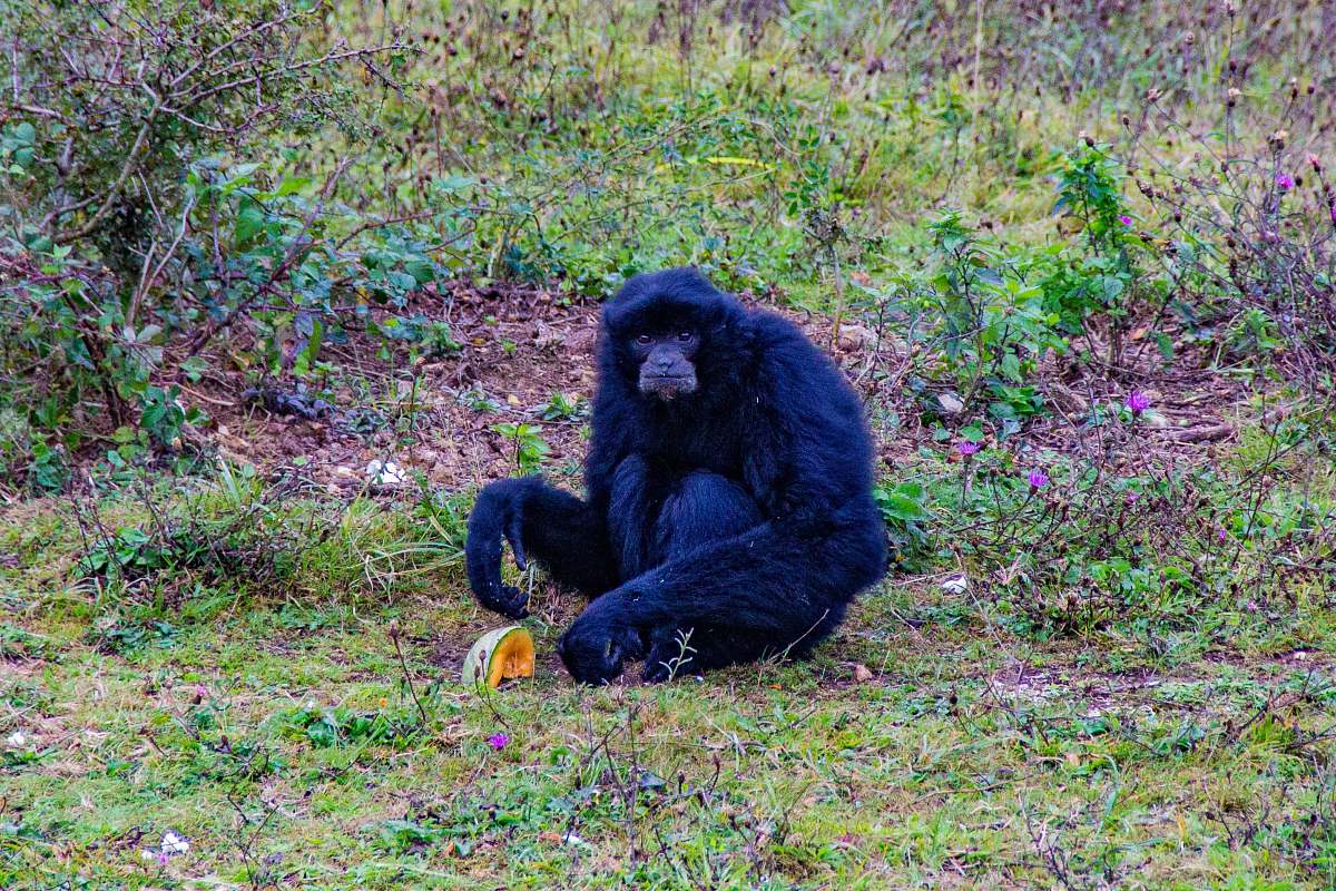 wildlife black monkey sitting on grass ape
