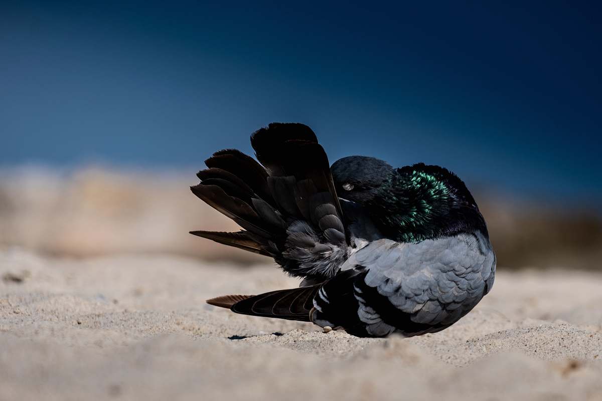 bird black rock pigeon on brown sand pigeon