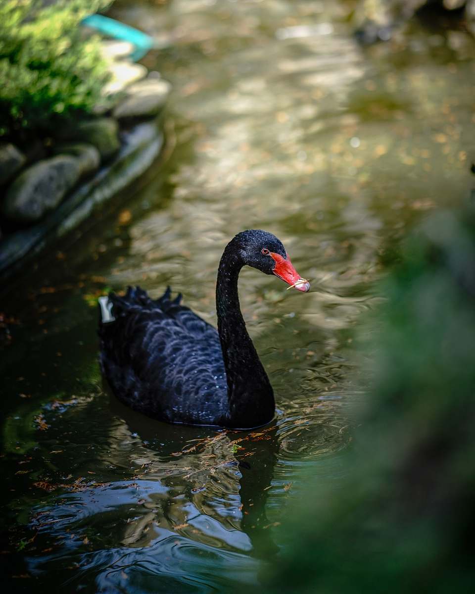bird black swan waterfowl