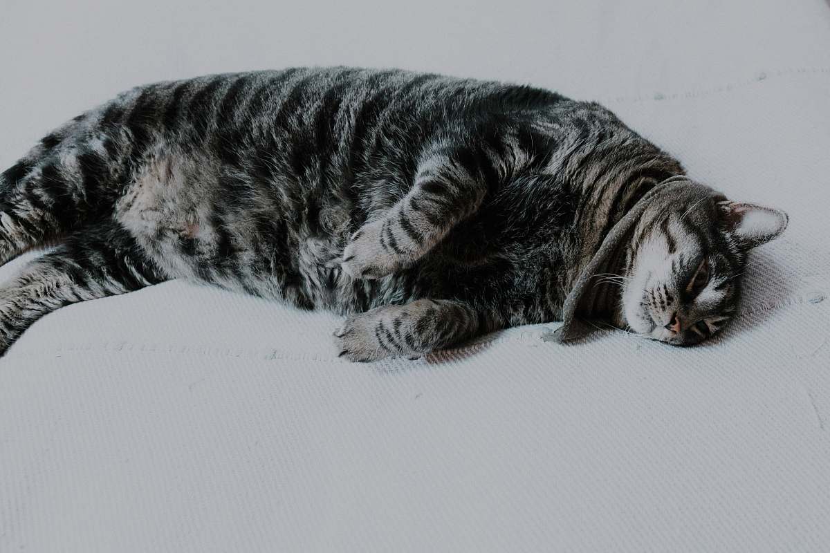pet black tabby cat lying on white surface cat