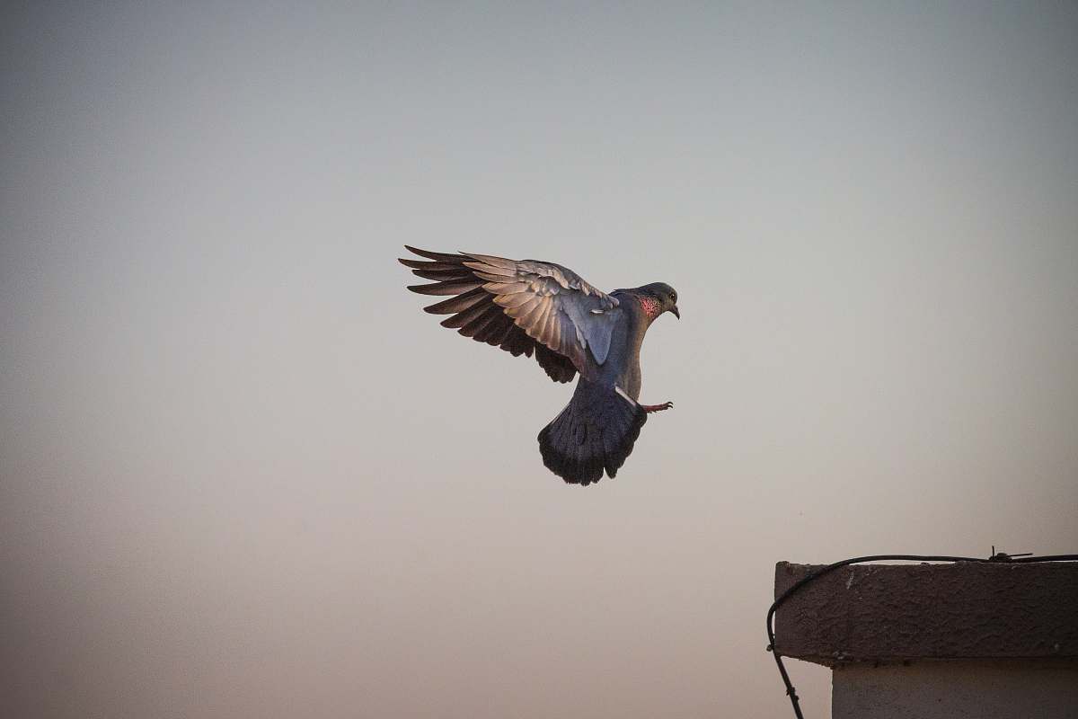 bird blue and brown bird flying under brown sky india