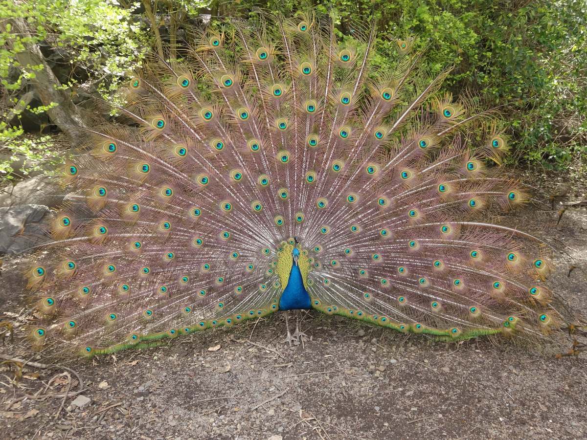 bird blue and green Peacock peacock