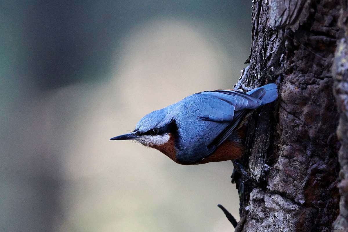 bird blue and red kingfisher bird jay