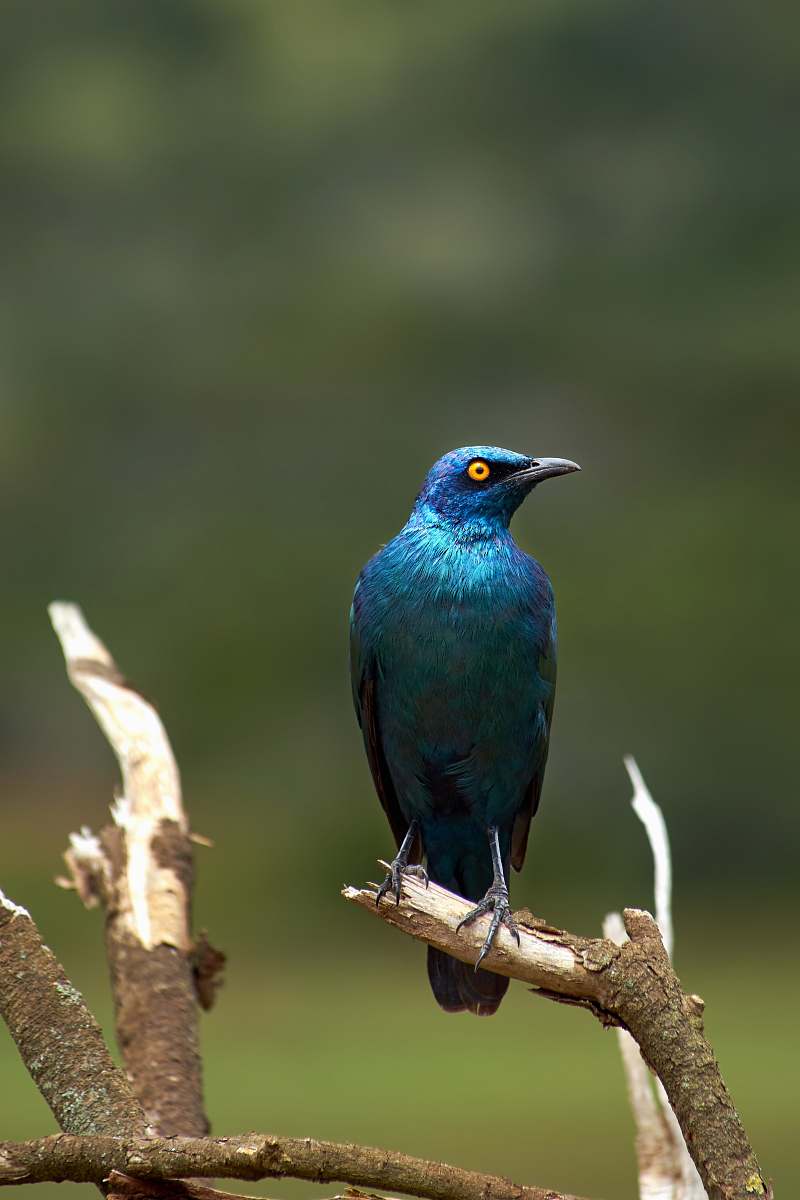 bird blue bird bluebird