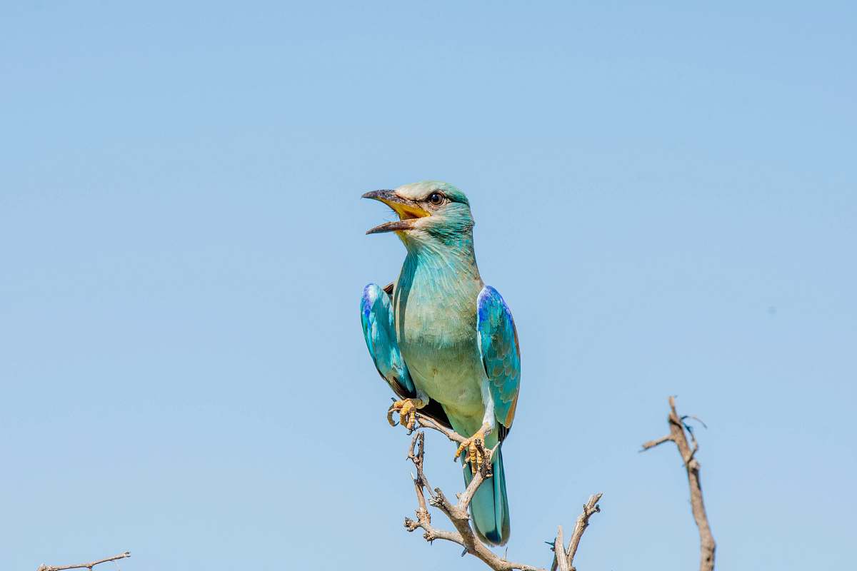 bird blue bird perched on tree branch jay