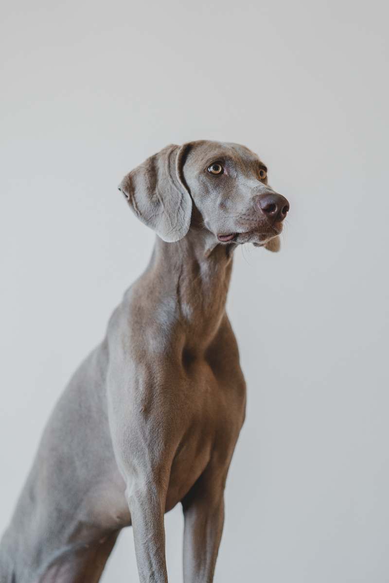 pet blue weimariner mammal