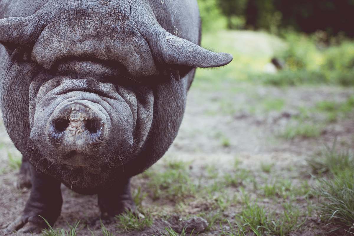 pig boar shallow focus photography hog