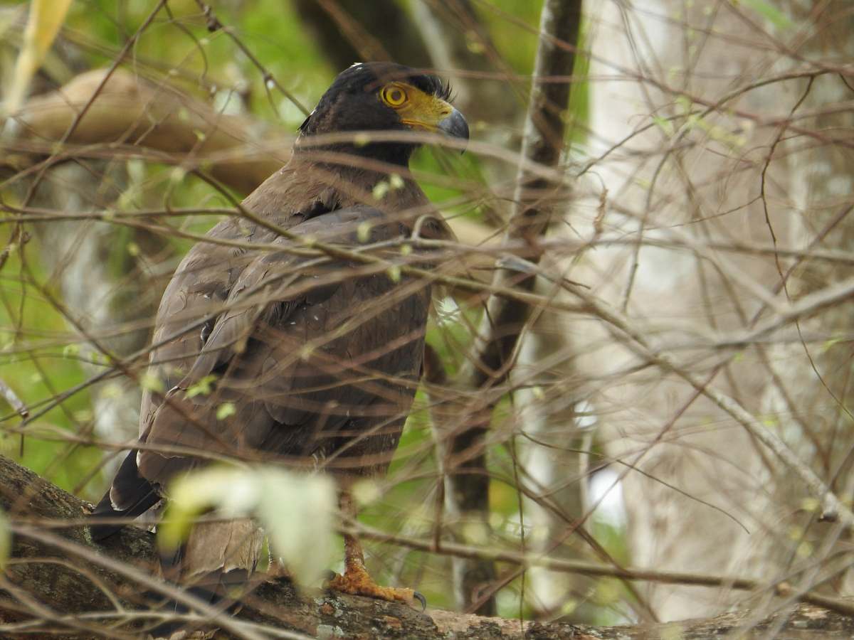 bird brown and black eagle accipiter