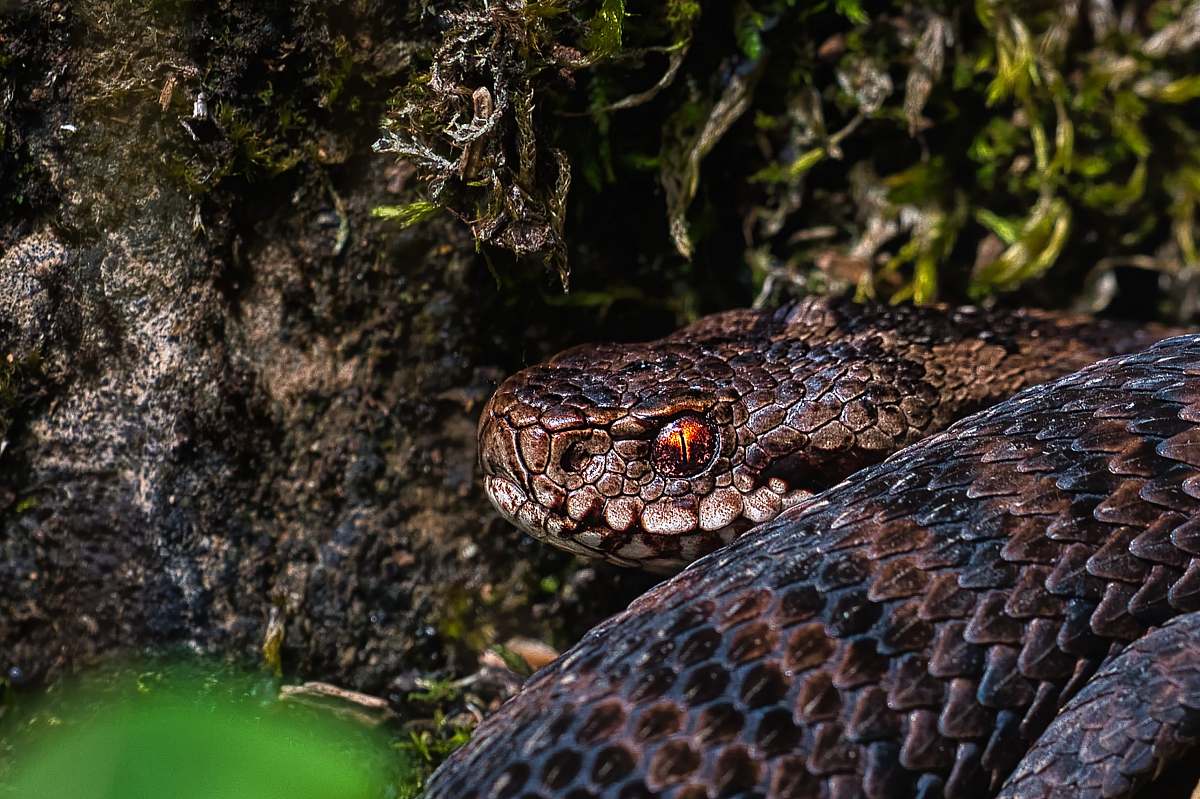 reptile brown and black snake snake